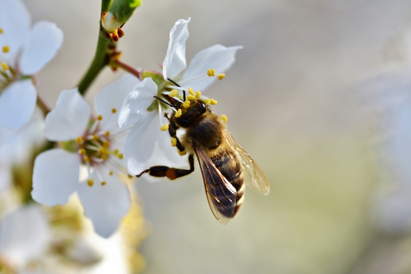 jardinerie-LA CRAU-min_bee-4092986